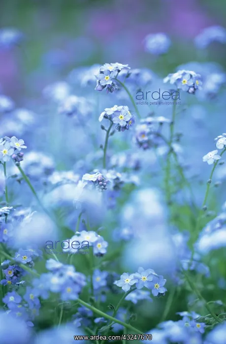 : Forget-me-not : Forget-me-not