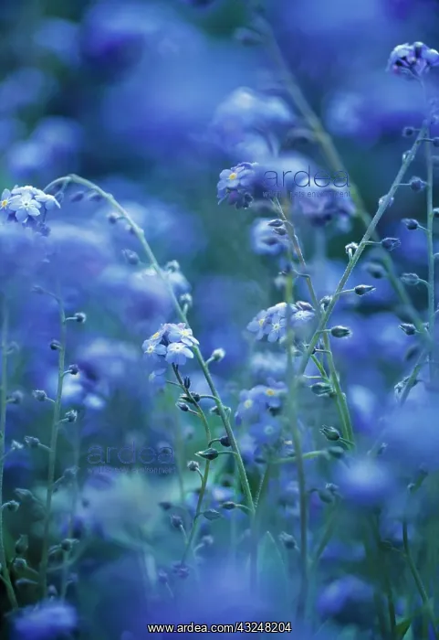 : Forget-me-not : Forget-me-not