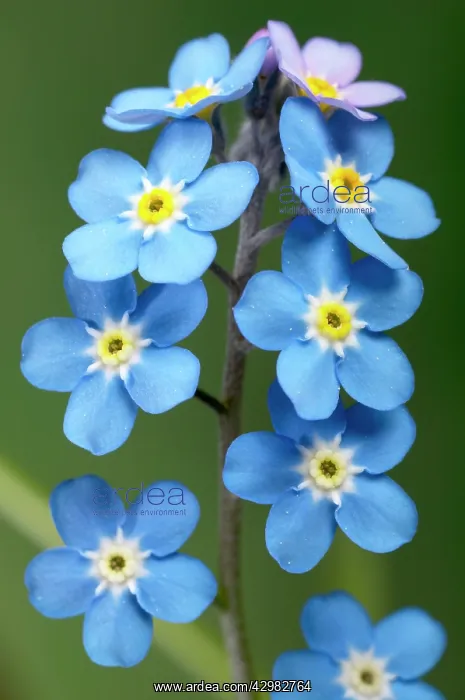 : Forget-Me-Not - Close-up on the flowers : Forget-Me-Not - Close-up on the flowers