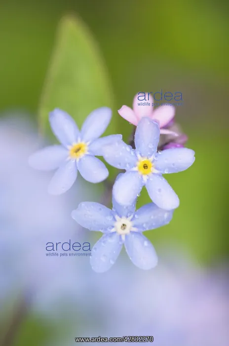: Forget-me-Not Flowers : Forget-me-Not Flowers