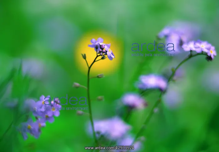 : Forget-me-not - flowers : Forget-me-not - flowers