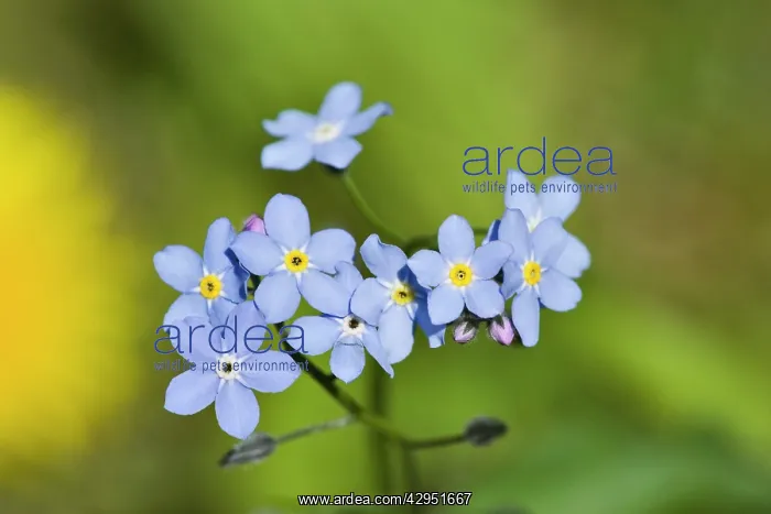 : Forget-me-Not flowers - closeup : Forget-me-Not flowers - closeup