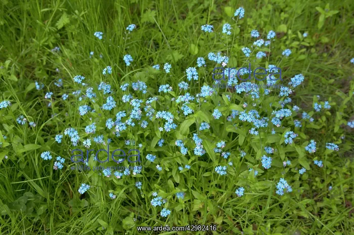 : Forget-Me-Not - Flowers in grass : Forget-Me-Not - Flowers in grass