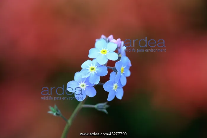 : Forget-me-not, Myosotis arvensis, Blue subject : Forget-me-not, Myosotis arvensis, Blue subject