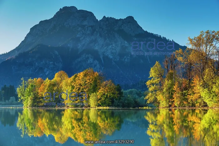 : Forggensee in autumn, behind it the Sauling, Ammergau : Forggensee in autumn, behind it the Sauling, Ammergau