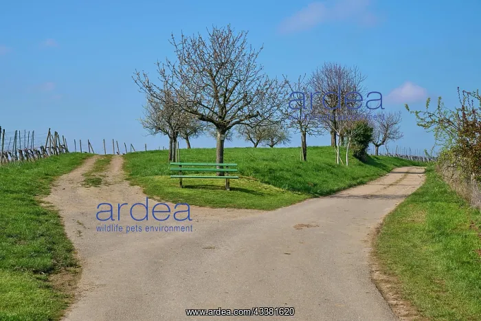: Fork, bench, tree, spring, Feldberg, Obereggenen : Fork, bench, tree, spring, Feldberg, Obereggenen