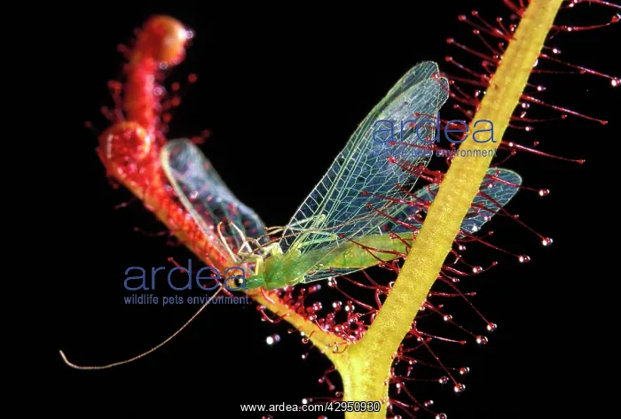 : Fork-leaved Sundew - with trapped Green Lacewing : Fork-leaved Sundew - with trapped Green Lacewing