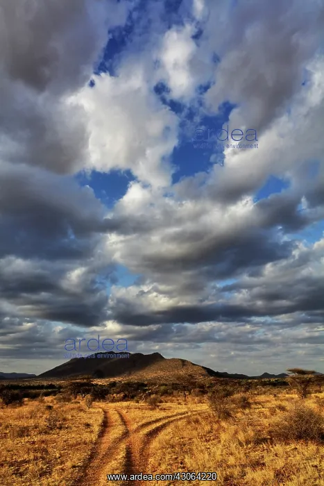 : Fork in the road at sunset, Samburu Game : Fork in the road at sunset, Samburu Game
