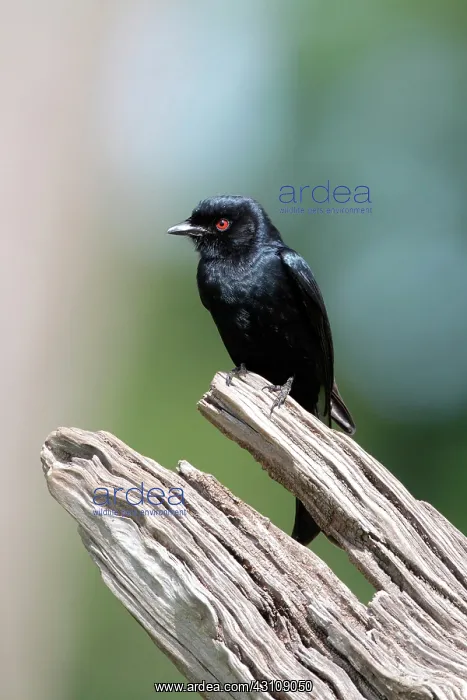 : Fork-tailed Drongo (Dicrurus adsimilis) on a branch : Fork-tailed Drongo (Dicrurus adsimilis) on a branch