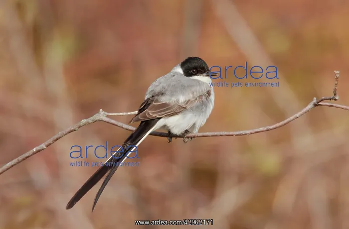 : Fork-tailed Flycatcher : Fork-tailed Flycatcher