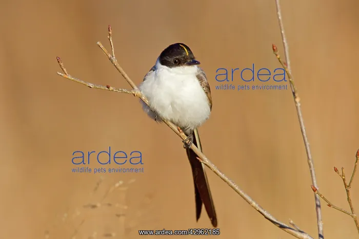 : Fork-tailed Flycatcher : Fork-tailed Flycatcher