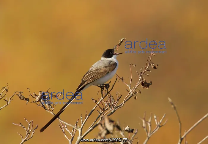 : Fork-tailed Flycatcher - feeding : Fork-tailed Flycatcher - feeding