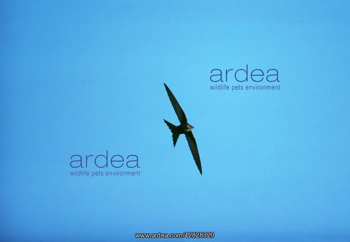 : Fork-tailed / Pacific Swift : Fork-tailed / Pacific Swift