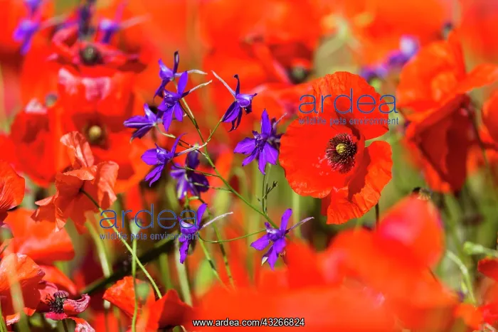 : Forking Larkspur - and Common Poppies (Papaver : Forking Larkspur - and Common Poppies (Papaver