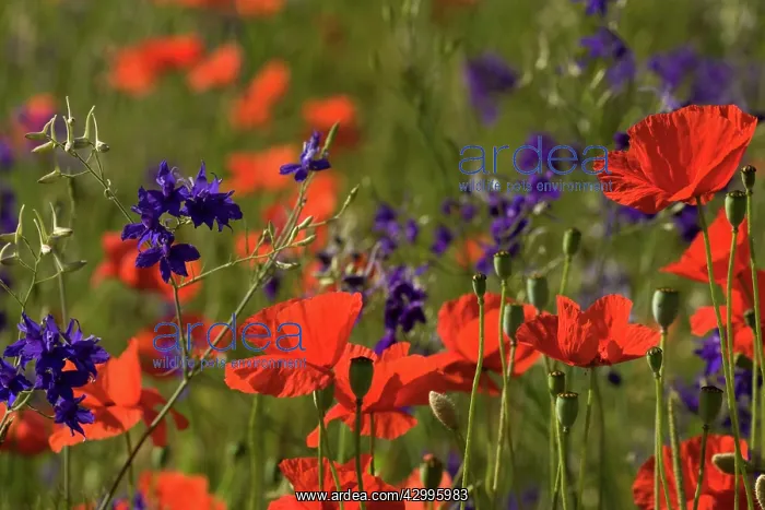 : Forking Larkspur - meadow of Forking Larkspur mixed : Forking Larkspur - meadow of Forking Larkspur mixed