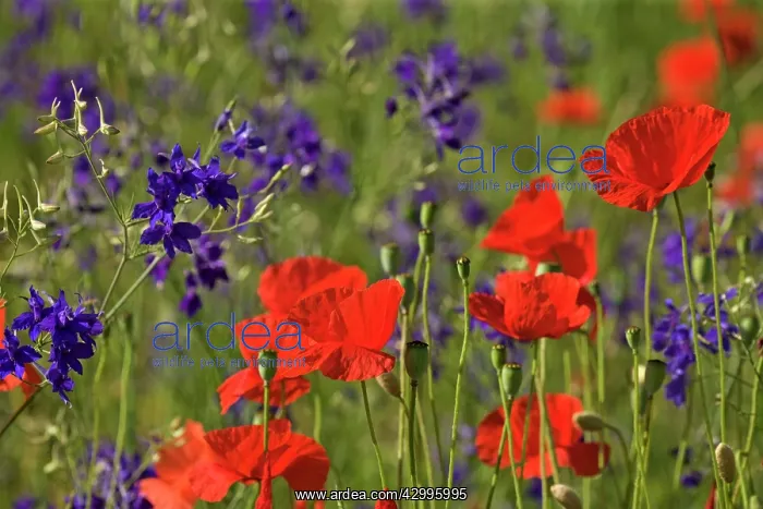 : Forking Larkspur - meadow of Forking Larkspur mixed : Forking Larkspur - meadow of Forking Larkspur mixed