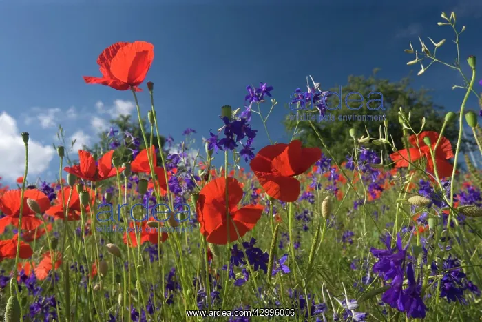 : Forking Larkspur - meadow of Forking Larkspur mixed : Forking Larkspur - meadow of Forking Larkspur mixed