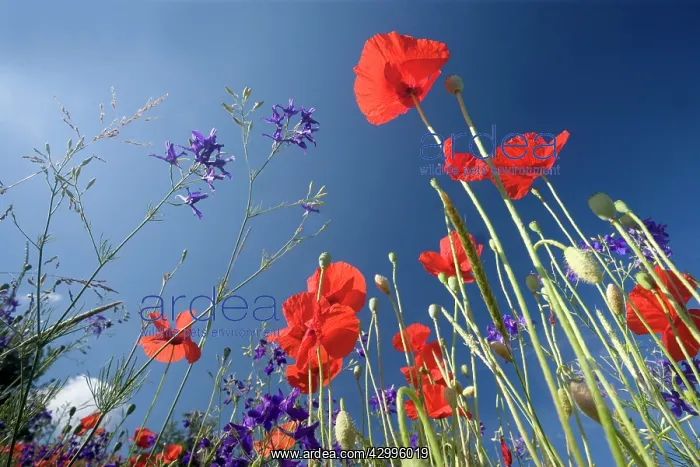 : Forking Larkspur - meadow of Forking Larkspur mixed : Forking Larkspur - meadow of Forking Larkspur mixed