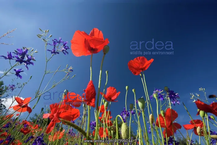 : Forking Larkspur - meadow of Forking Larkspur mixed : Forking Larkspur - meadow of Forking Larkspur mixed