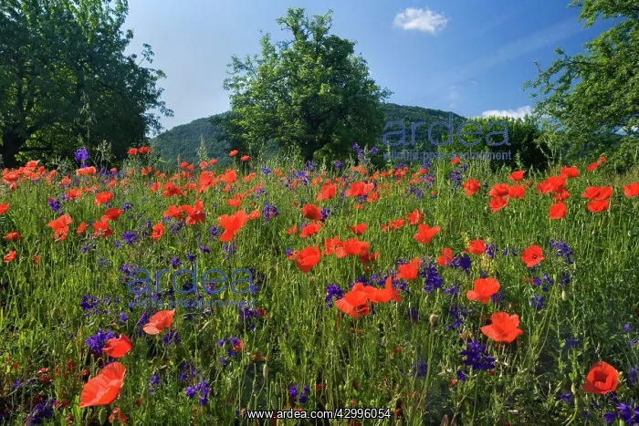 : Forking Larkspur - meadow of Forking Larkspur mixed : Forking Larkspur - meadow of Forking Larkspur mixed