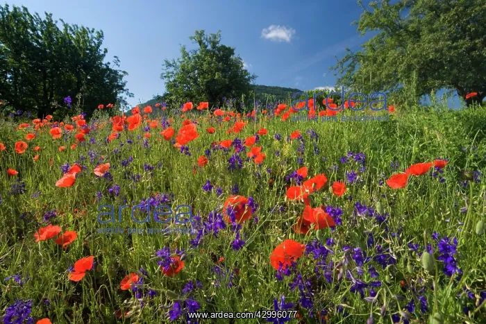 : Forking Larkspur - meadow of Forking Larkspur mixed : Forking Larkspur - meadow of Forking Larkspur mixed