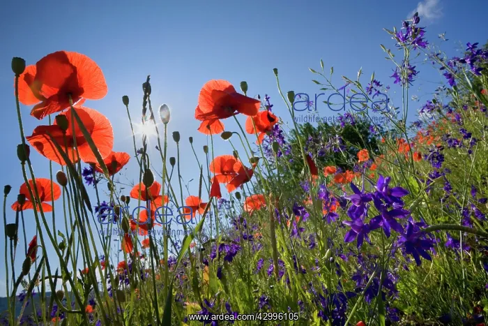 : Forking Larkspur - meadow of Forking Larkspur mixed : Forking Larkspur - meadow of Forking Larkspur mixed