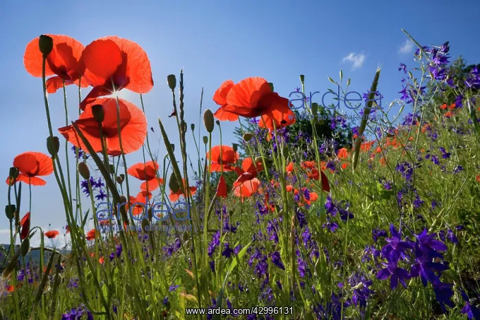 : Forking Larkspur - meadow of Forking Larkspur mixed : Forking Larkspur - meadow of Forking Larkspur mixed