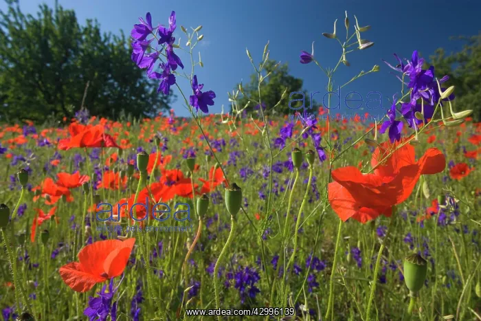 : Forking Larkspur - meadow of Forking Larkspur mixed : Forking Larkspur - meadow of Forking Larkspur mixed