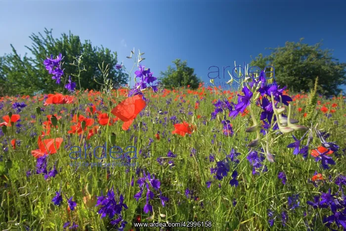 : Forking Larkspur - meadow of Forking Larkspur mixed : Forking Larkspur - meadow of Forking Larkspur mixed