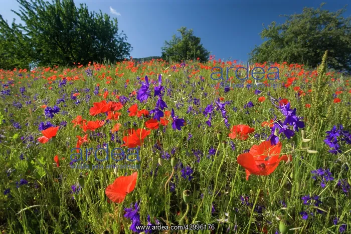 : Forking Larkspur - meadow of Forking Larkspur mixed : Forking Larkspur - meadow of Forking Larkspur mixed