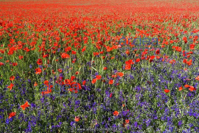 : Forking Larkspur and Poppies, (Papaver rhoeas) in : Forking Larkspur and Poppies, (Papaver rhoeas) in