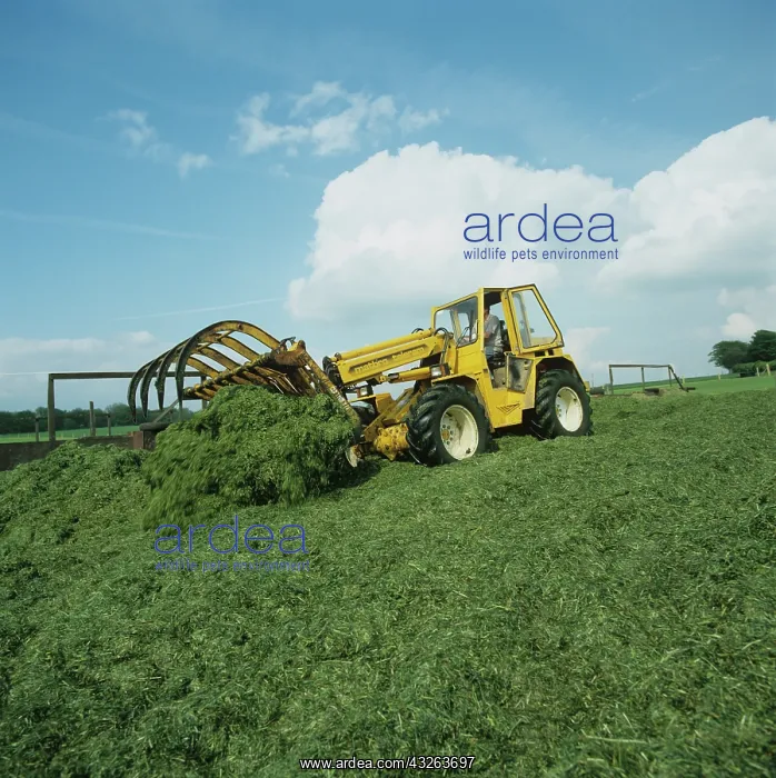 : Forklift compacting silage : Forklift compacting silage
