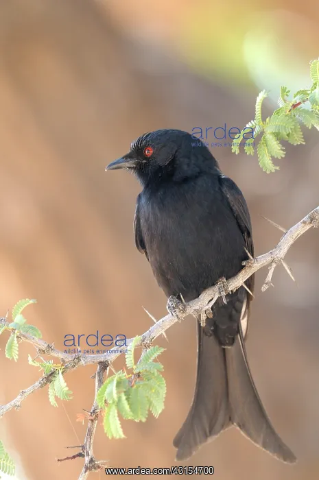 : Forktailed Drongo : Forktailed Drongo
