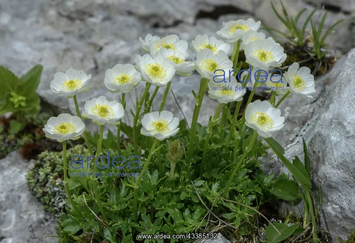 : Form of Alpine Buttercup, Ranunculus alpestris s : Form of Alpine Buttercup, Ranunculus alpestris s