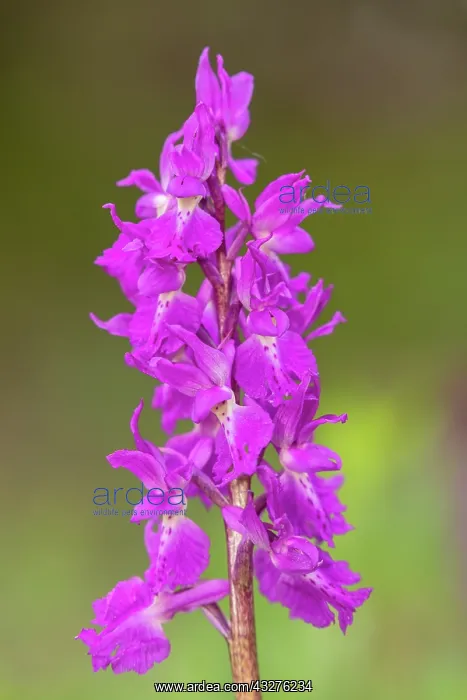 : A form of Early Purple Orchid, Bohemian Early Purple : A form of Early Purple Orchid, Bohemian Early Purple
