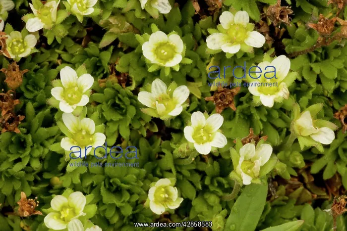  : A form of tufted saxifrage