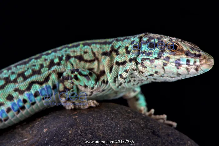 : Formentera wall lizard (Podarcis pityusensis formenterae) : Formentera wall lizard (Podarcis pityusensis formenterae)