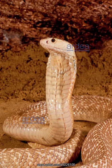 : Formosan Cobra, Naja naja formosa, Native : Formosan Cobra, Naja naja formosa, Native