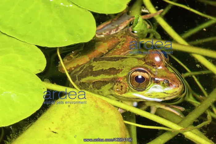 : Forrer's Grass Frog : Forrer's Grass Frog