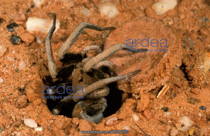 : ForrestIs Wolf SPIDER - emerging from burrow : ForrestIs Wolf SPIDER - emerging from burrow