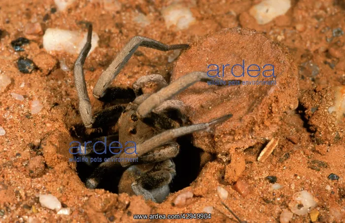 : ForrestIs wolf spider - pic 5 of 5 emerging from burrow : ForrestIs wolf spider - pic 5 of 5 emerging from burrow