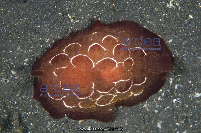  : Forskal's Pleurobranch - on black sand - Night dive