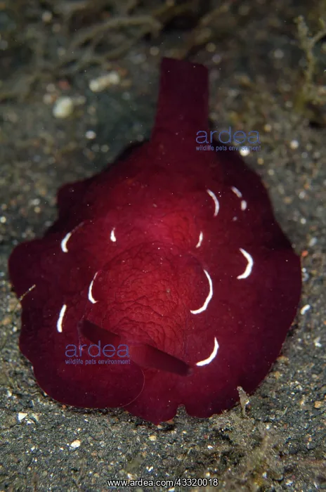 : Forskal's Pleurobranch - on black sand on night dive : Forskal's Pleurobranch - on black sand on night dive