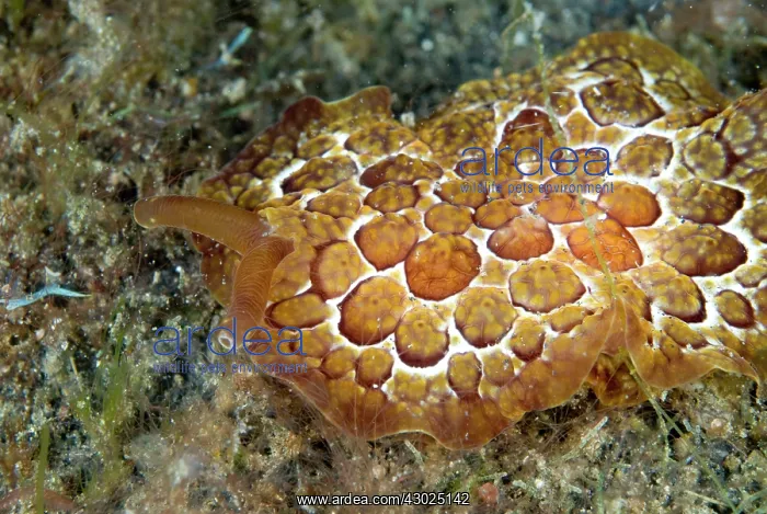 : Forskal's Pleurobranch (Pleurobranchus forskalii) : Forskal's Pleurobranch (Pleurobranchus forskalii)