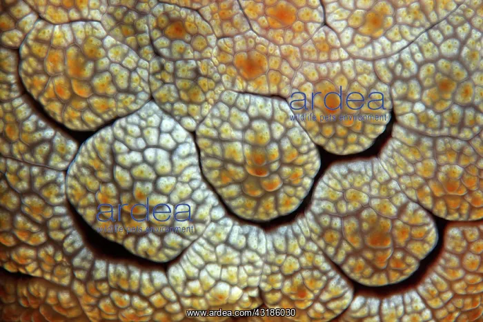 : Detail of Forsskal's Pleurobranch (Pleurobranchus : Detail of Forsskal's Pleurobranch (Pleurobranchus