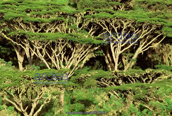  : Forst of Acacia - on rim of Ngorongoro Crater