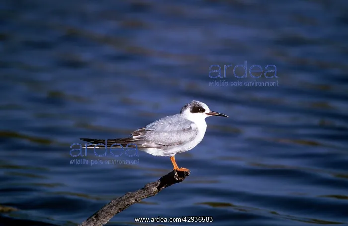  : Forster's Tern