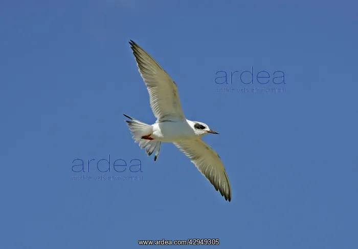 : Forster's Tern : Forster's Tern