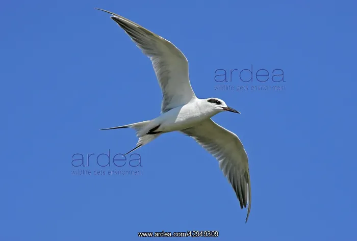 : Forster's Tern : Forster's Tern