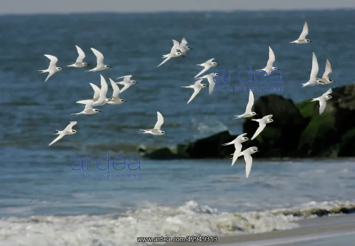 : Forster's Tern : Forster's Tern